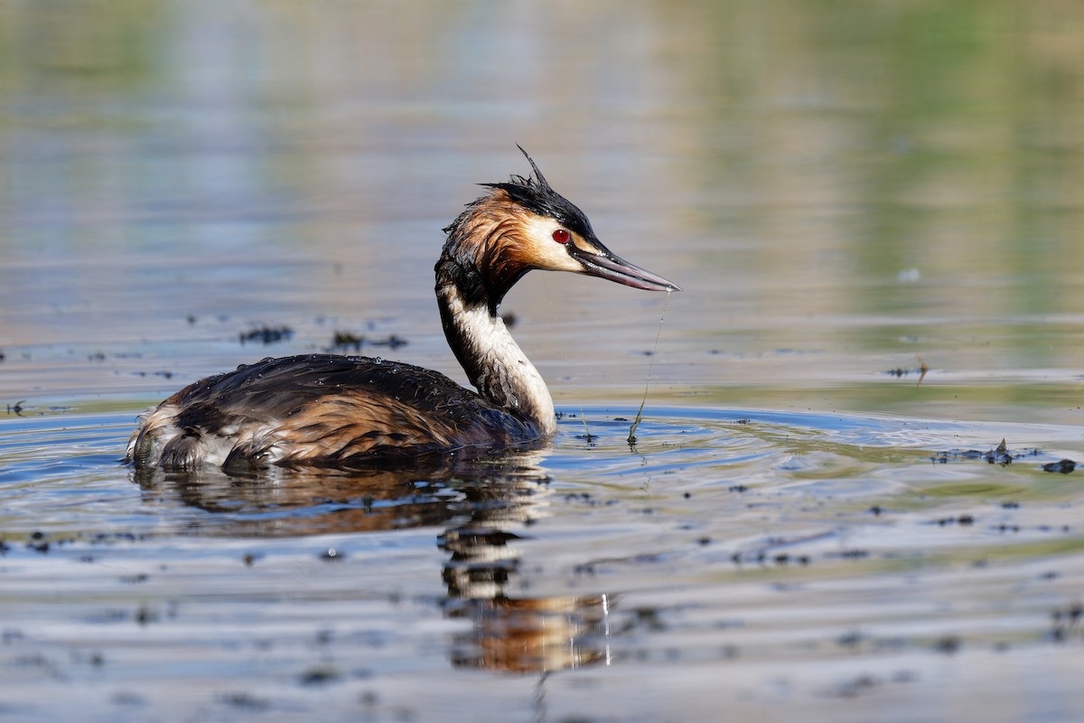 Great Crested Grebe - ML617599157