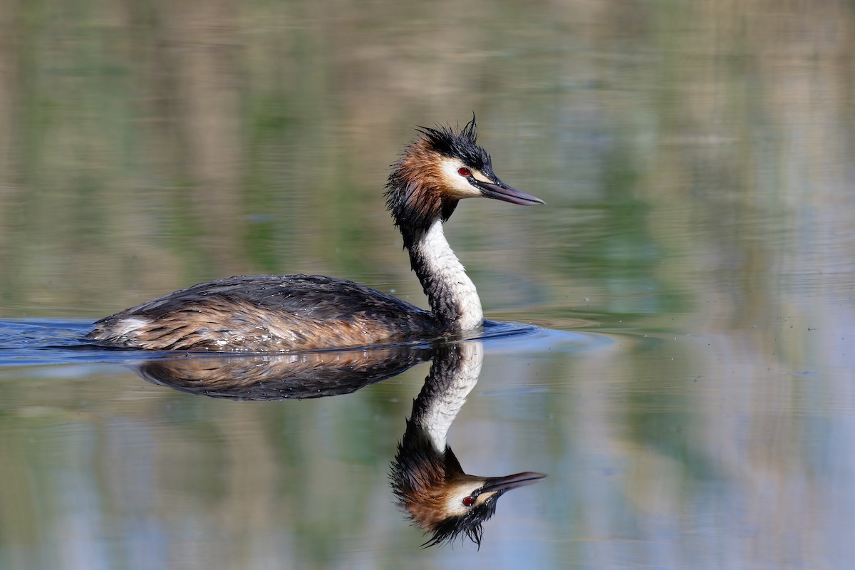Great Crested Grebe - ML617599158