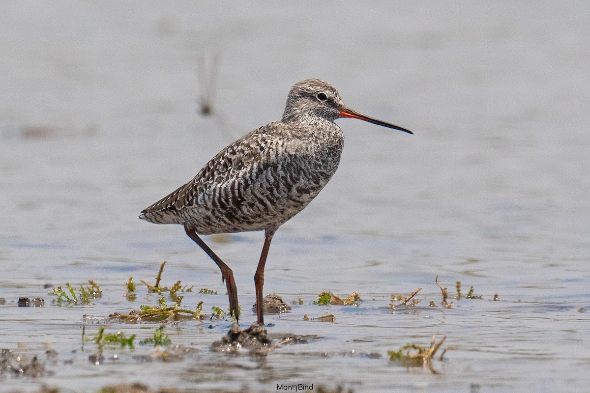 Spotted Redshank - ML617599283