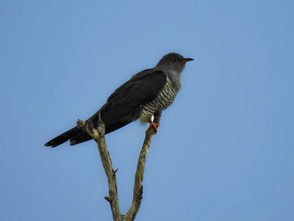 Common Cuckoo - Akif Bayer