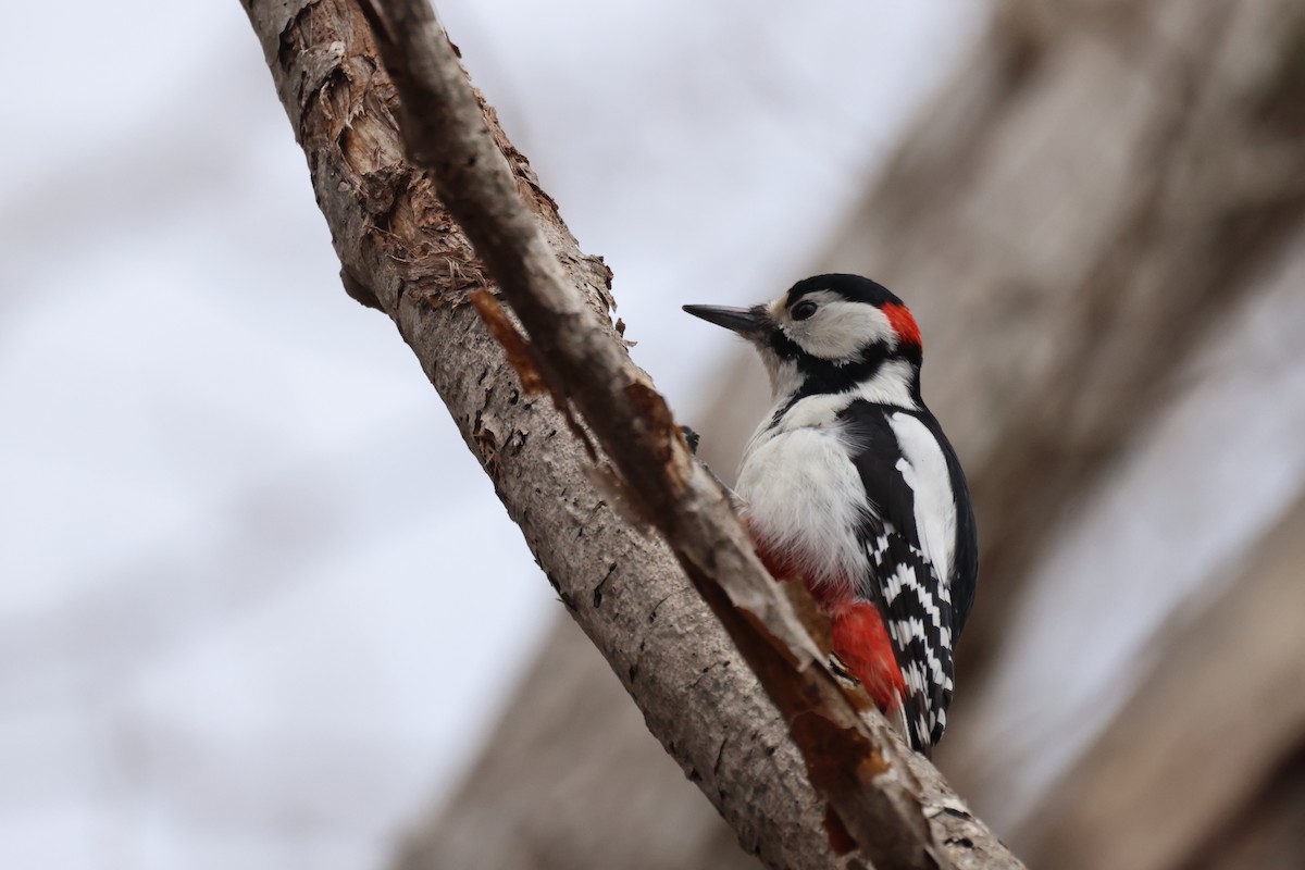 Great Spotted Woodpecker - Akinori Miura