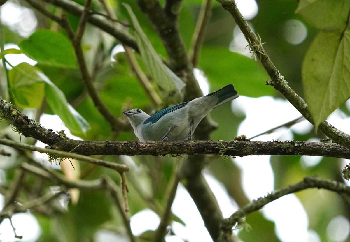 Blue-gray Tanager - ML617599427