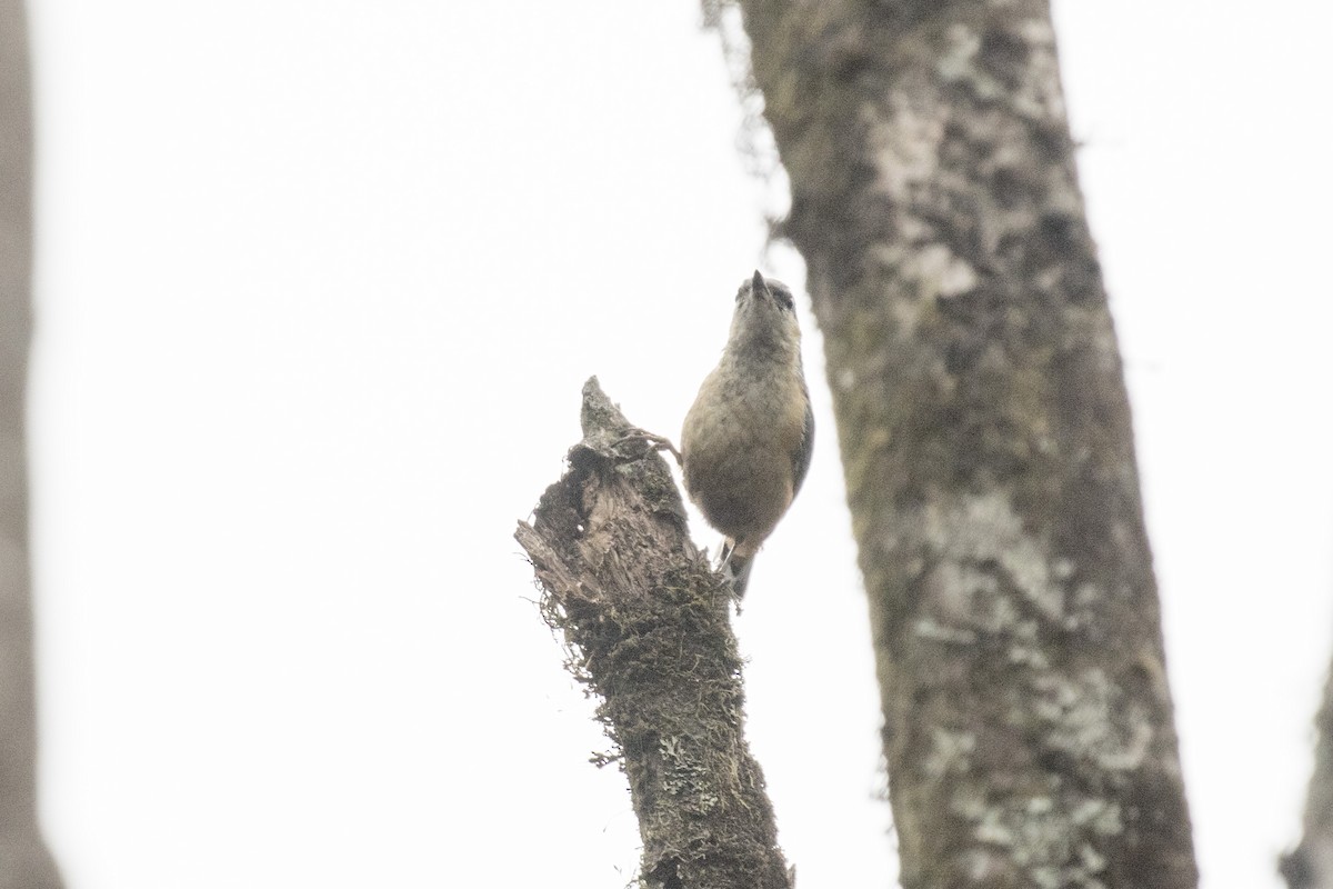 White-tailed Nuthatch - ML617599446