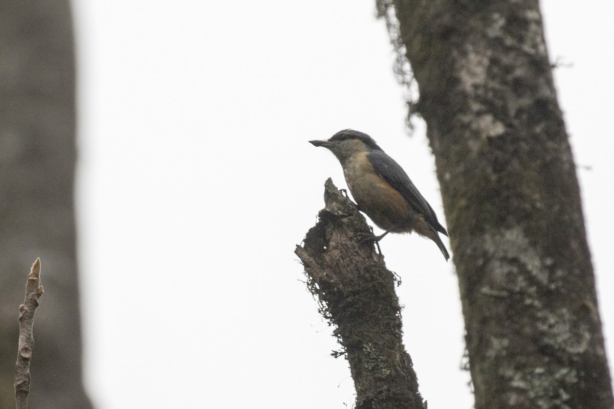 White-tailed Nuthatch - ML617599447