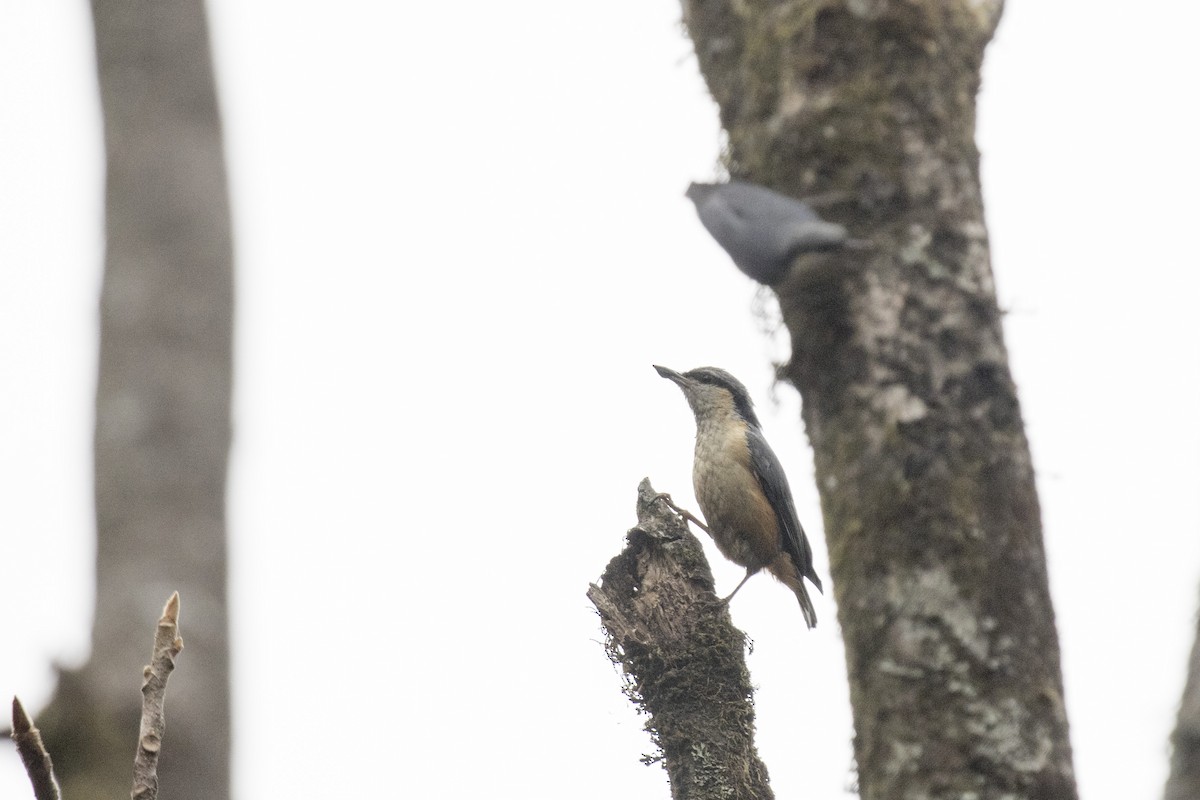 White-tailed Nuthatch - ML617599448