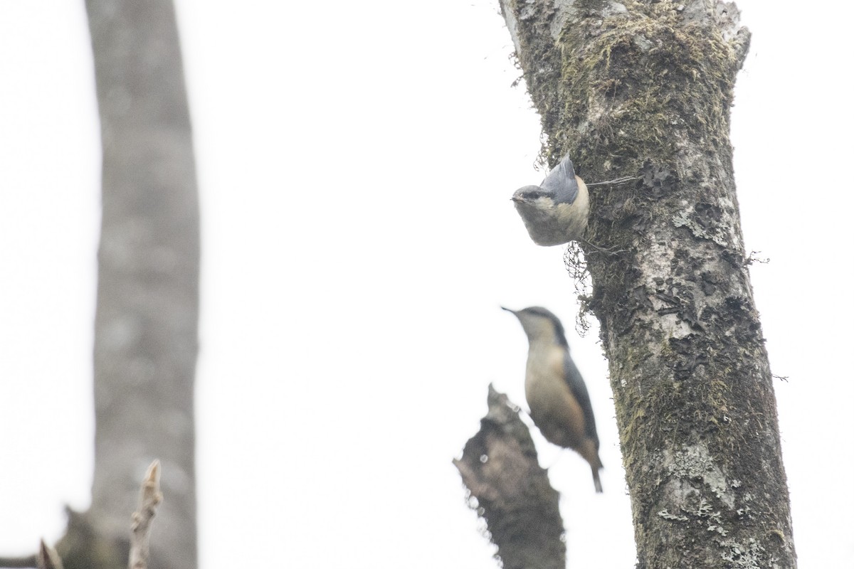 White-tailed Nuthatch - ML617599449