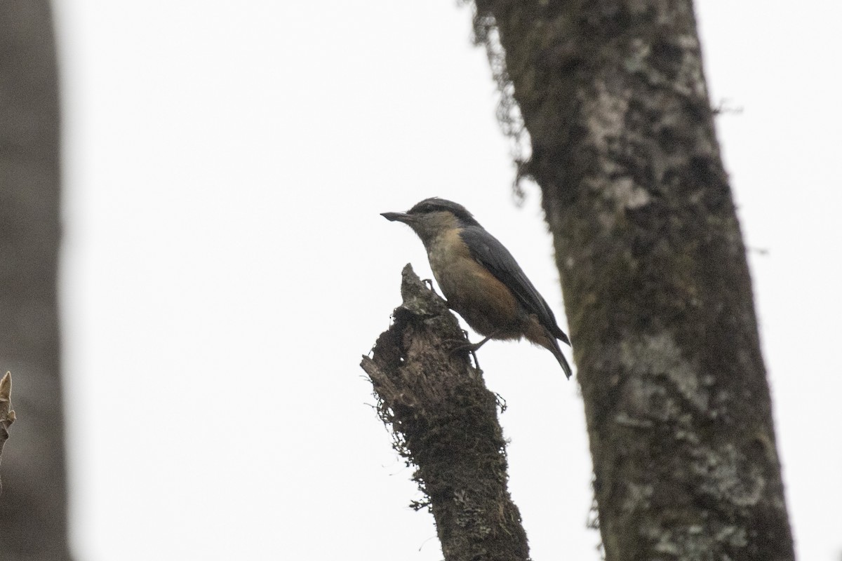 White-tailed Nuthatch - ML617599450