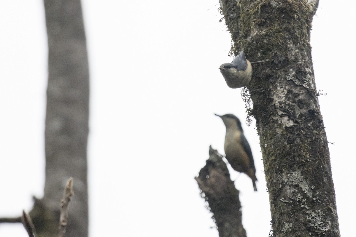 White-tailed Nuthatch - ML617599451
