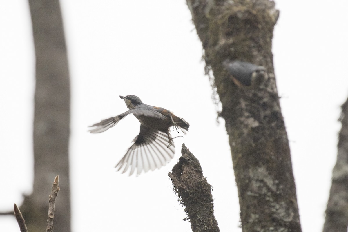 White-tailed Nuthatch - ML617599452