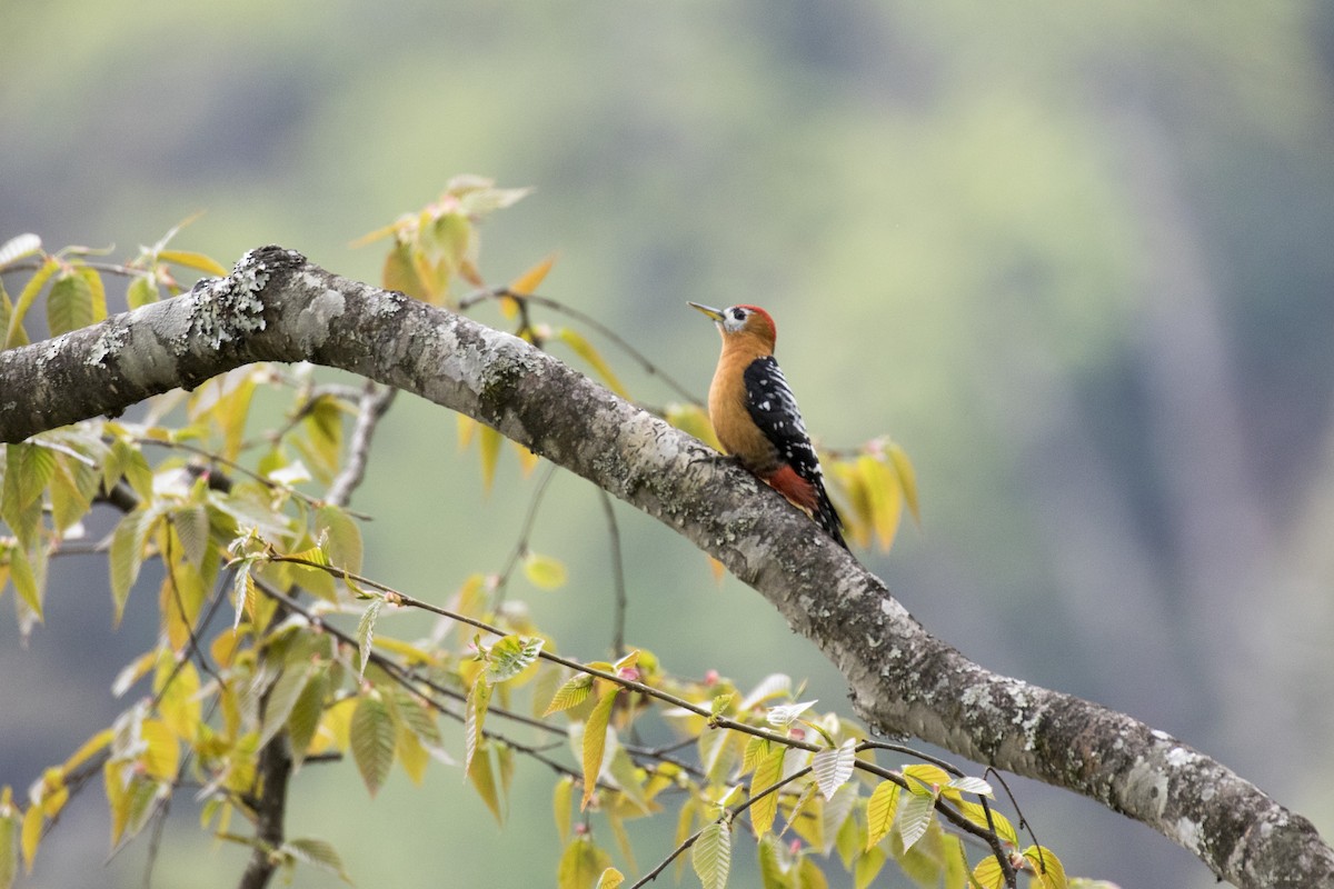 Rufous-bellied Woodpecker - ML617599460