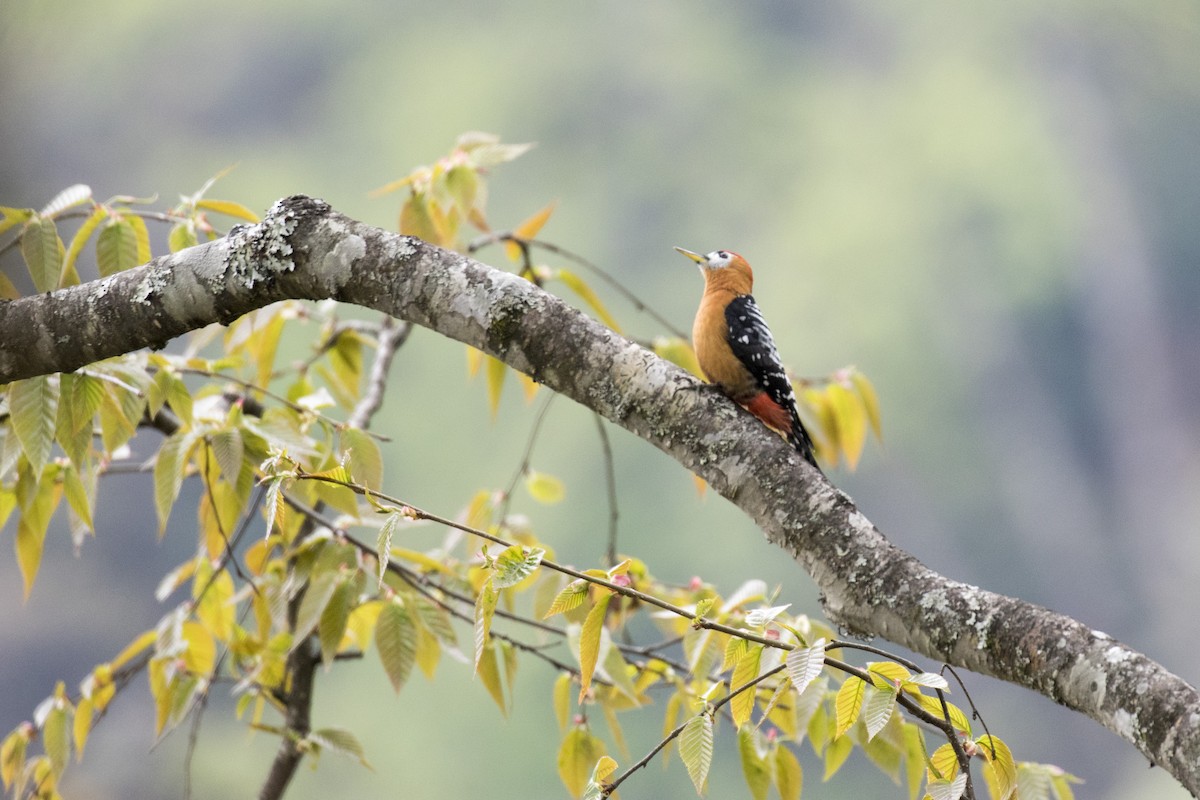 Rufous-bellied Woodpecker - Ramesh Shenai