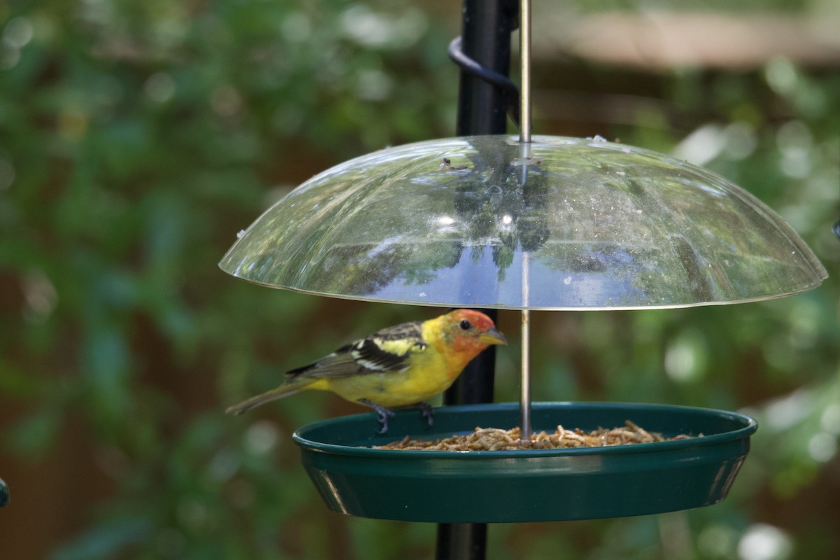 Western Tanager - ML617599485