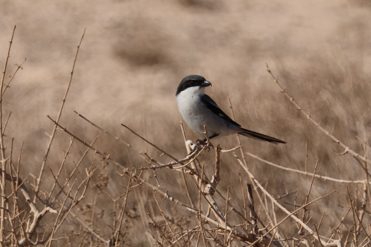 Great Gray Shrike (Sahara) - ML617599545