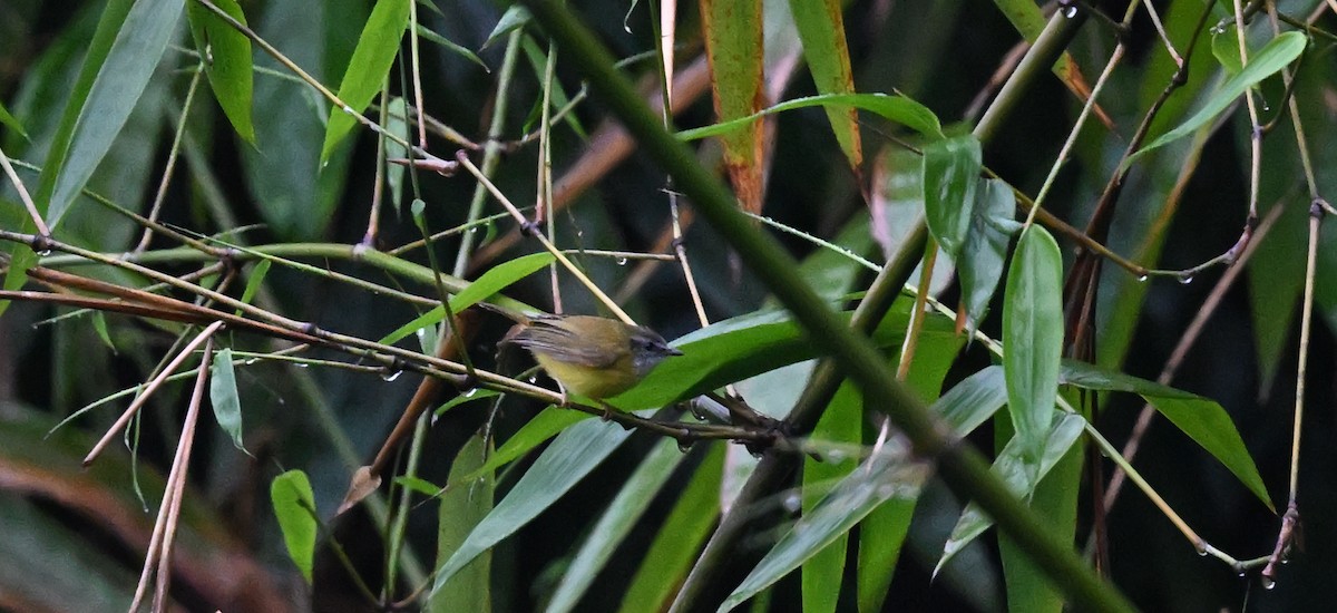 Yellow-bellied Warbler - Subramniam Venkatramani