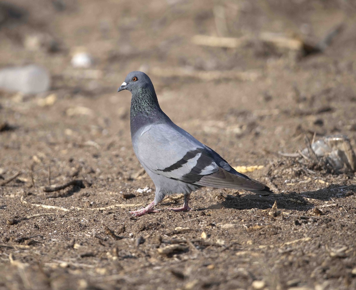 Rock Pigeon (Feral Pigeon) - ML617599570