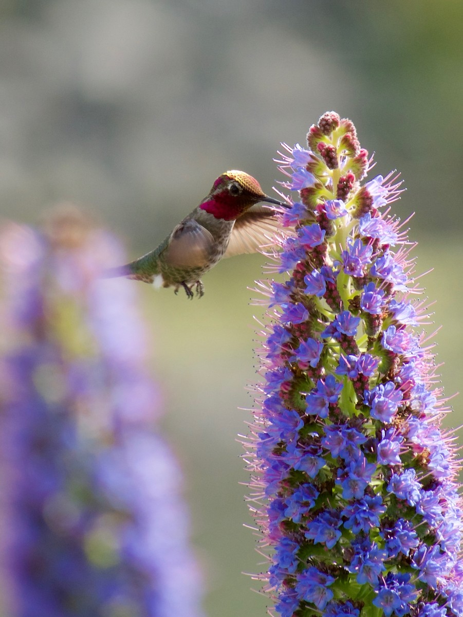 Anna's Hummingbird - Richard Bradus