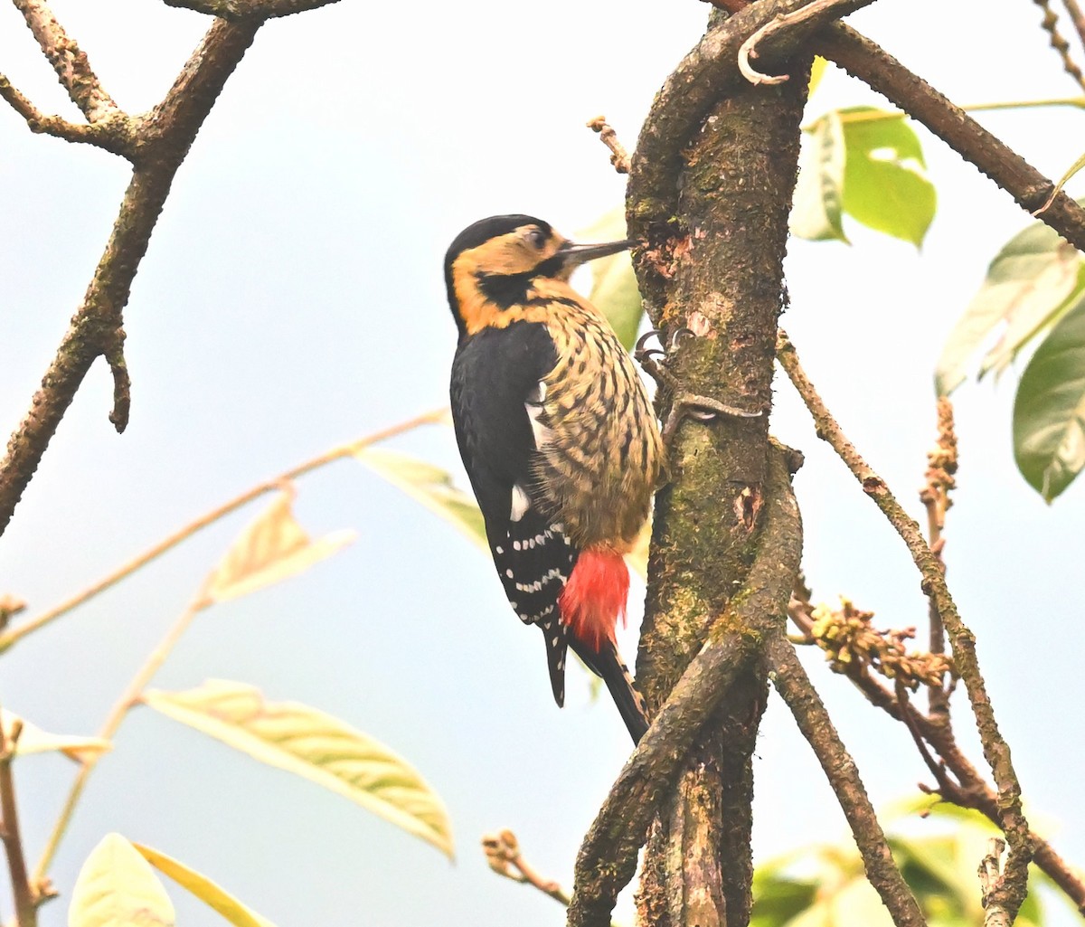 Darjeeling Woodpecker - ML617599630