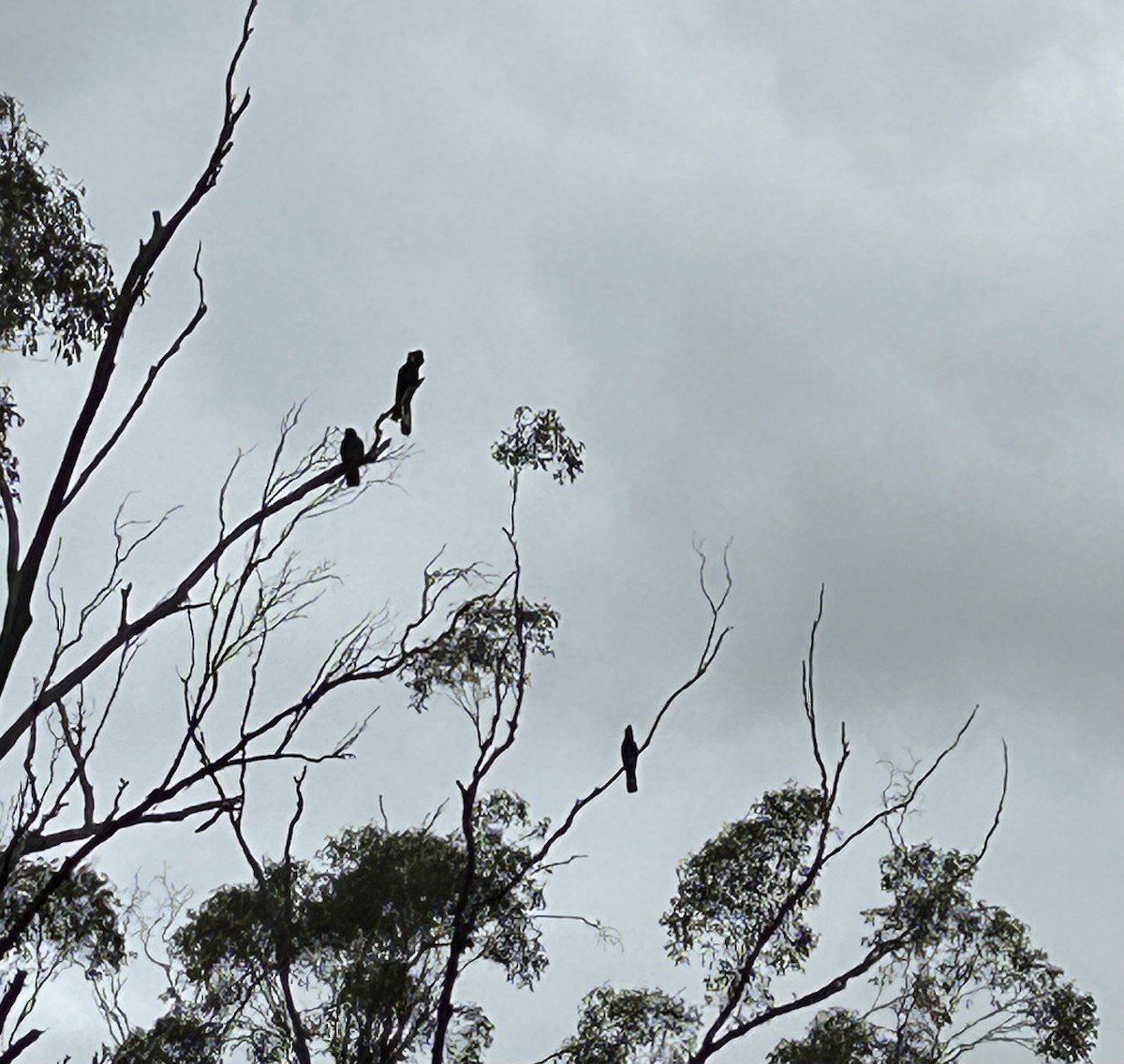 Yellow-tailed Black-Cockatoo - ML617599636