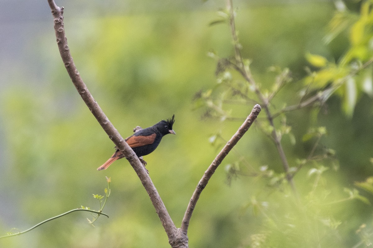 Crested Bunting - ML617599673