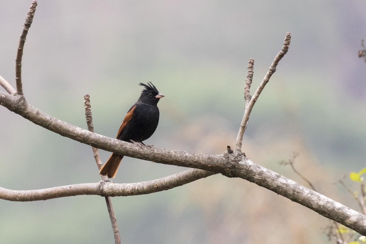 Crested Bunting - ML617599674