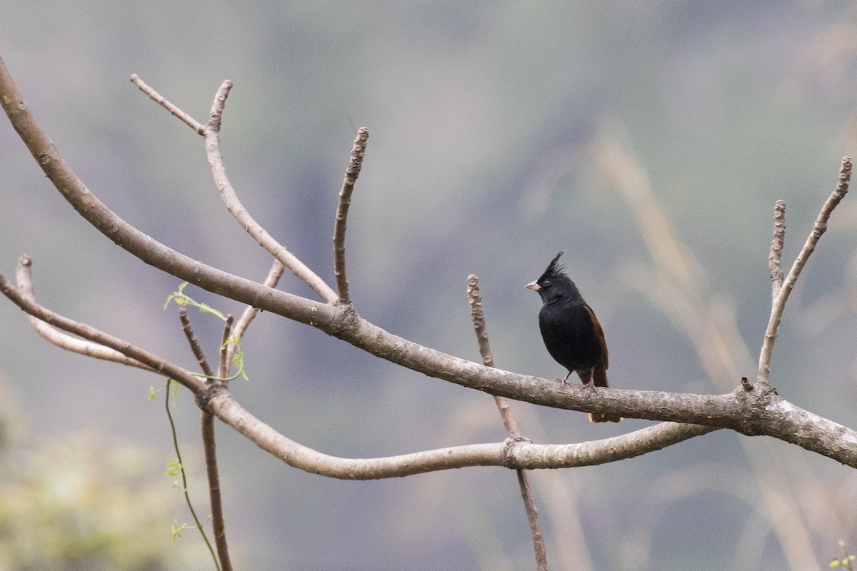 Crested Bunting - ML617599675