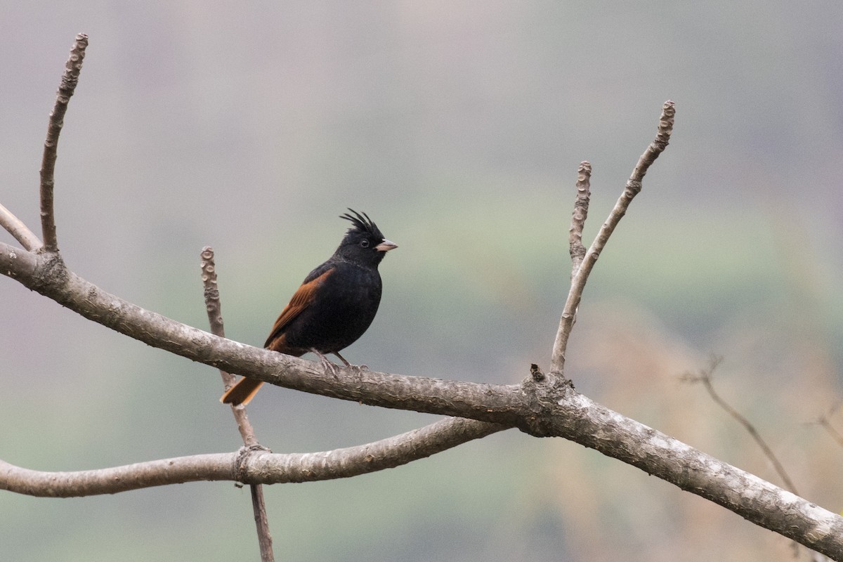 Crested Bunting - ML617599676
