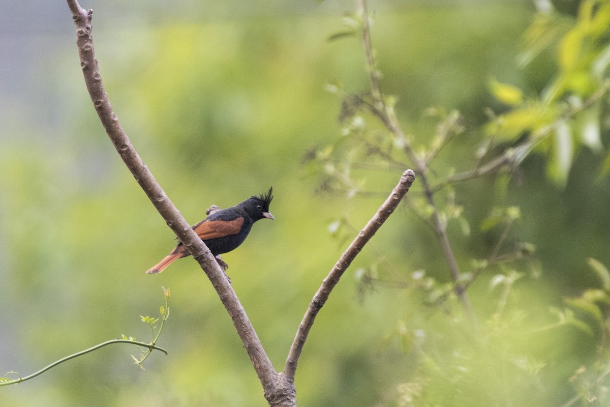 Crested Bunting - ML617599677