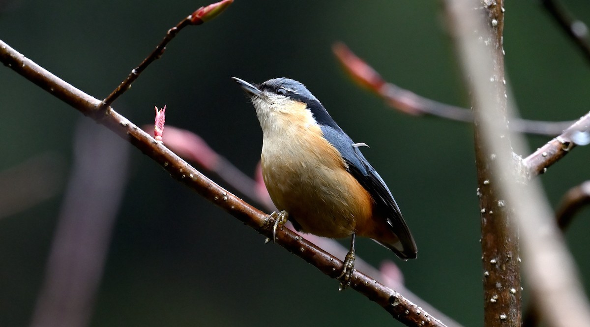 White-tailed Nuthatch - ML617599712