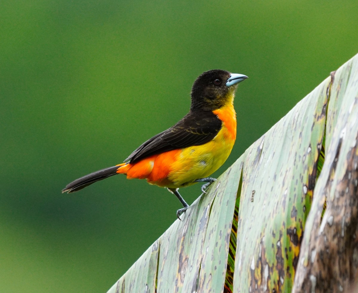 Flame-rumped Tanager - ML617599713