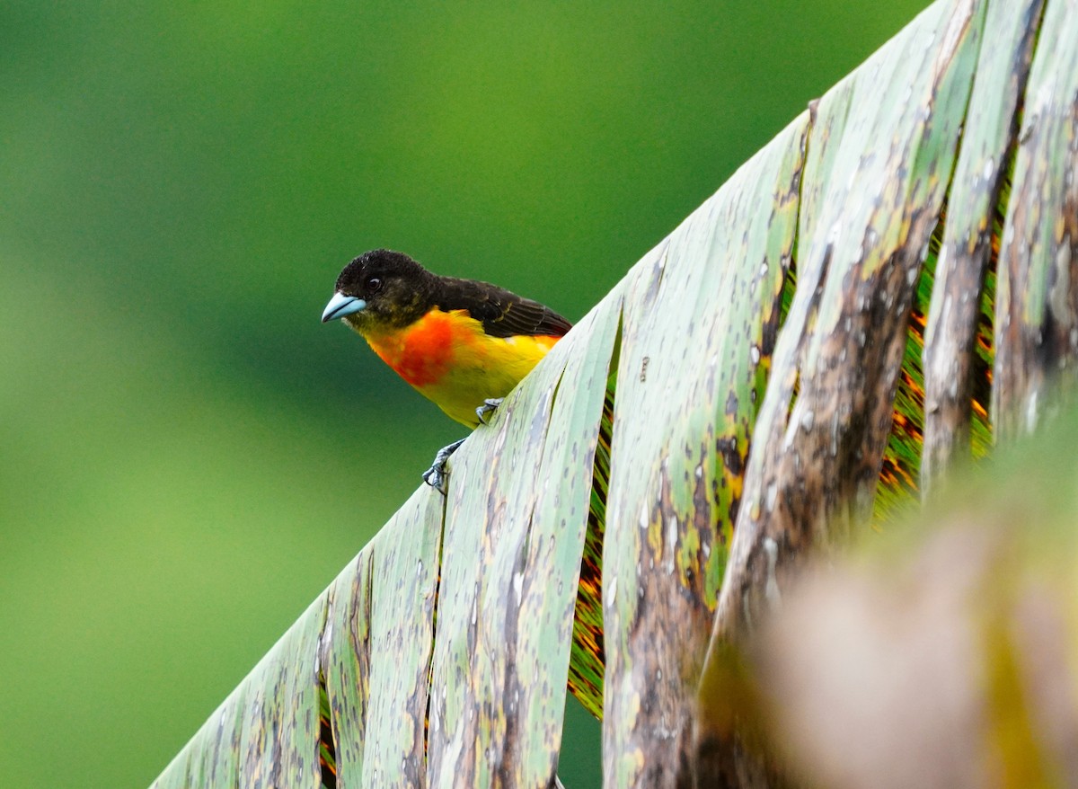 Flame-rumped Tanager - ML617599714