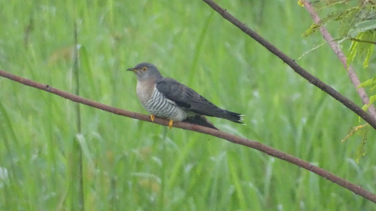 Indian Cuckoo - Rustom Basumatary