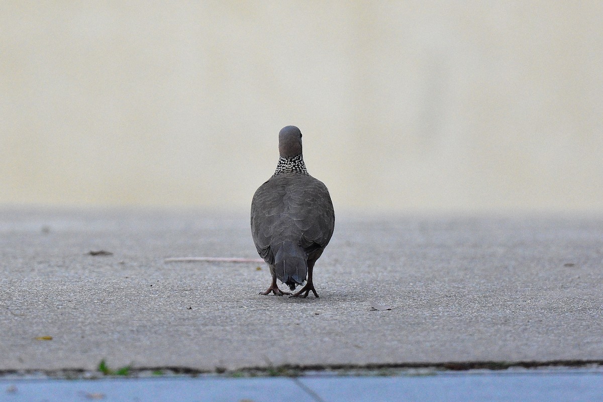 Spotted Dove - 唐褘 林