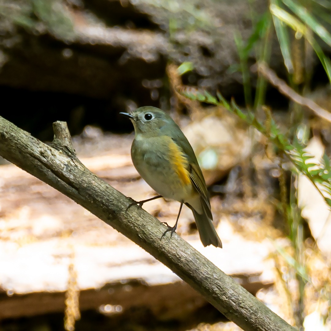 Red-flanked Bluetail - ML617599752