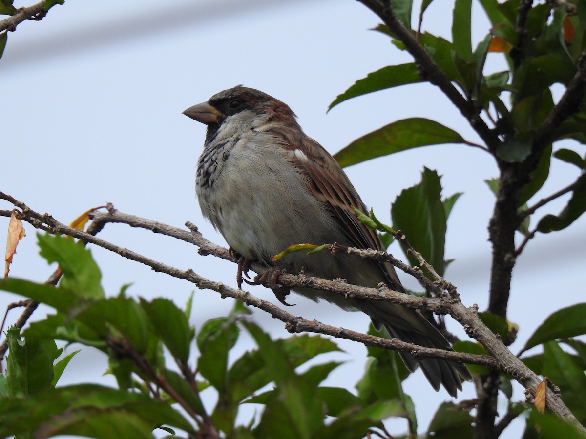House Sparrow - ML617599824