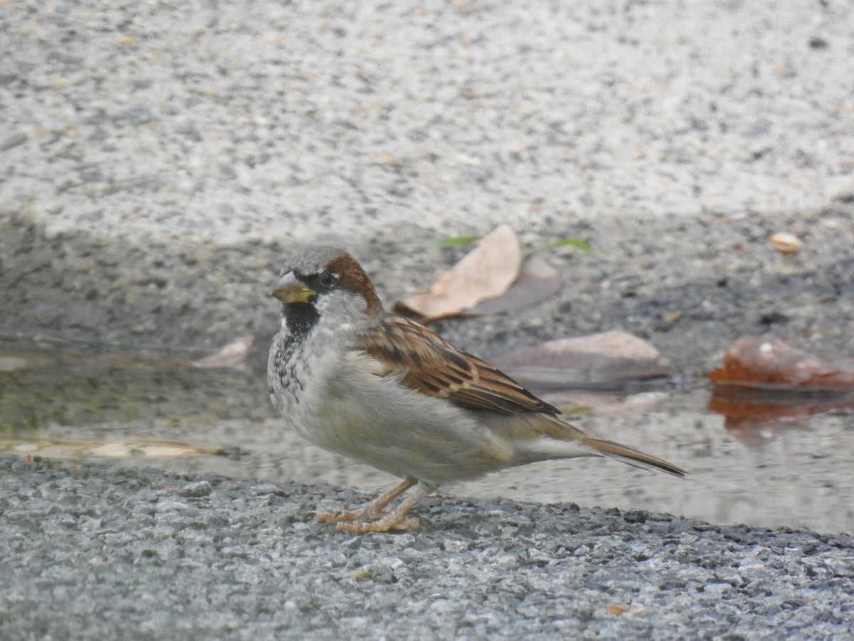 House Sparrow - ML617599828