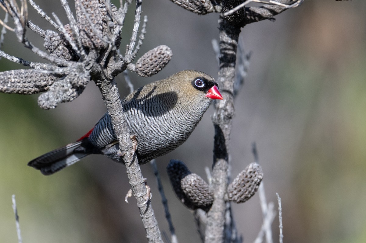 Beautiful Firetail - Mark Lethlean