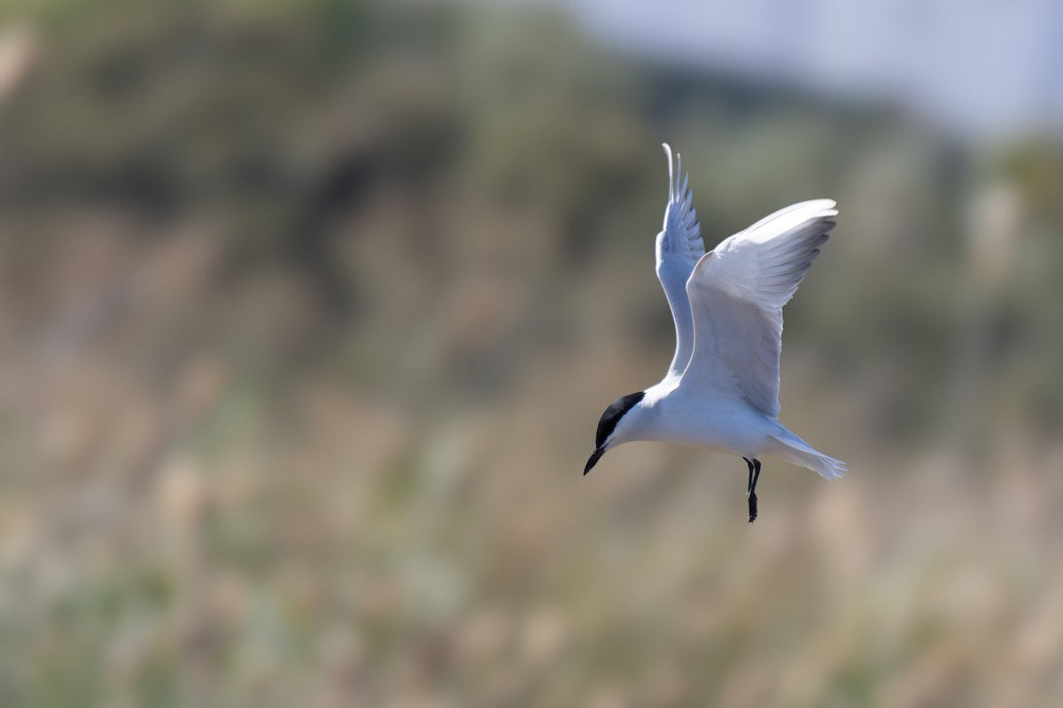 Gull-billed Tern - Martí  Mendez