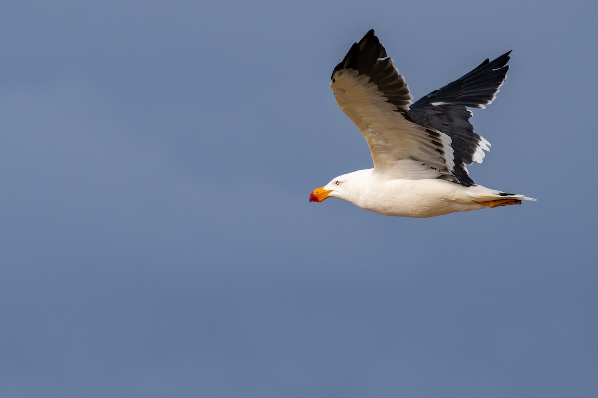Pacific Gull - Mark Lethlean
