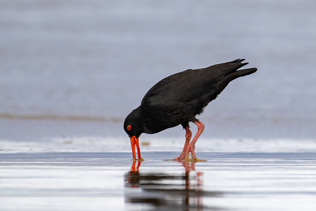 Sooty Oystercatcher - Mark Lethlean