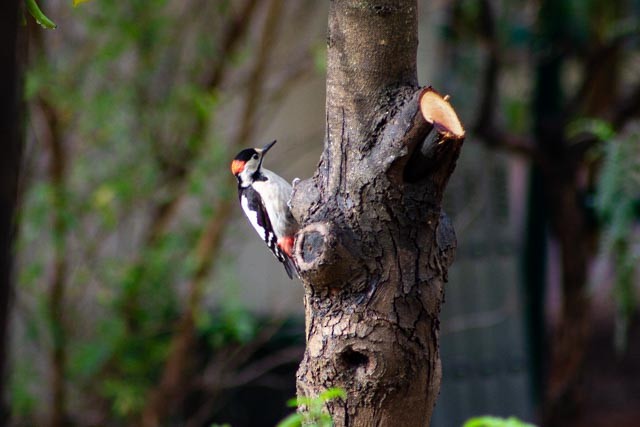 Syrian Woodpecker - ML617599883