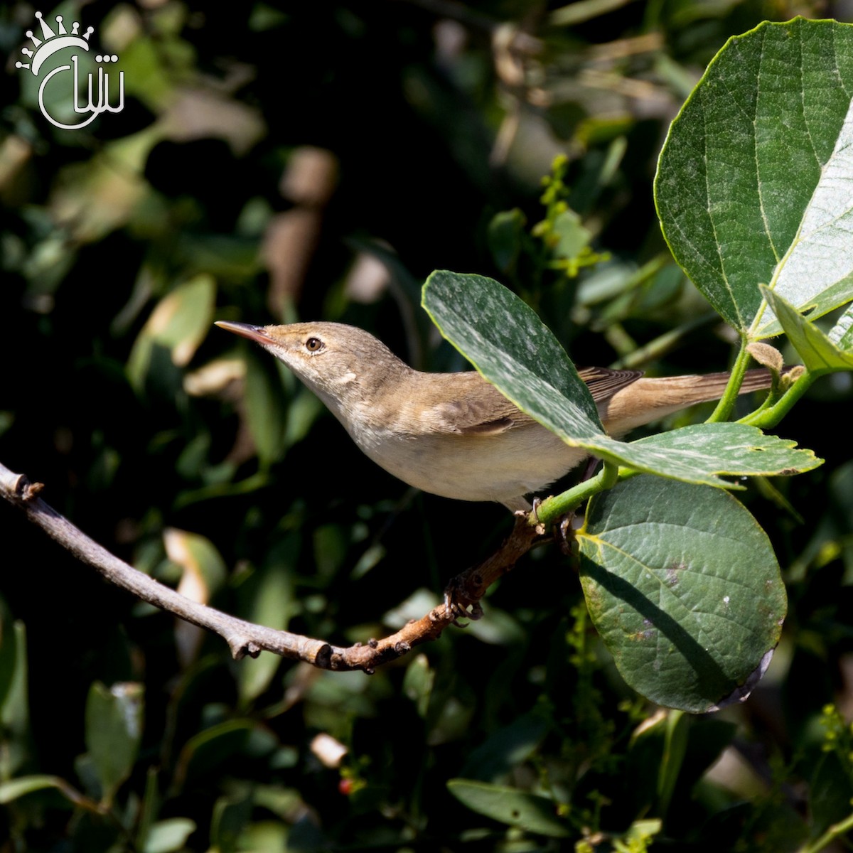 Common Reed Warbler - ML617599902