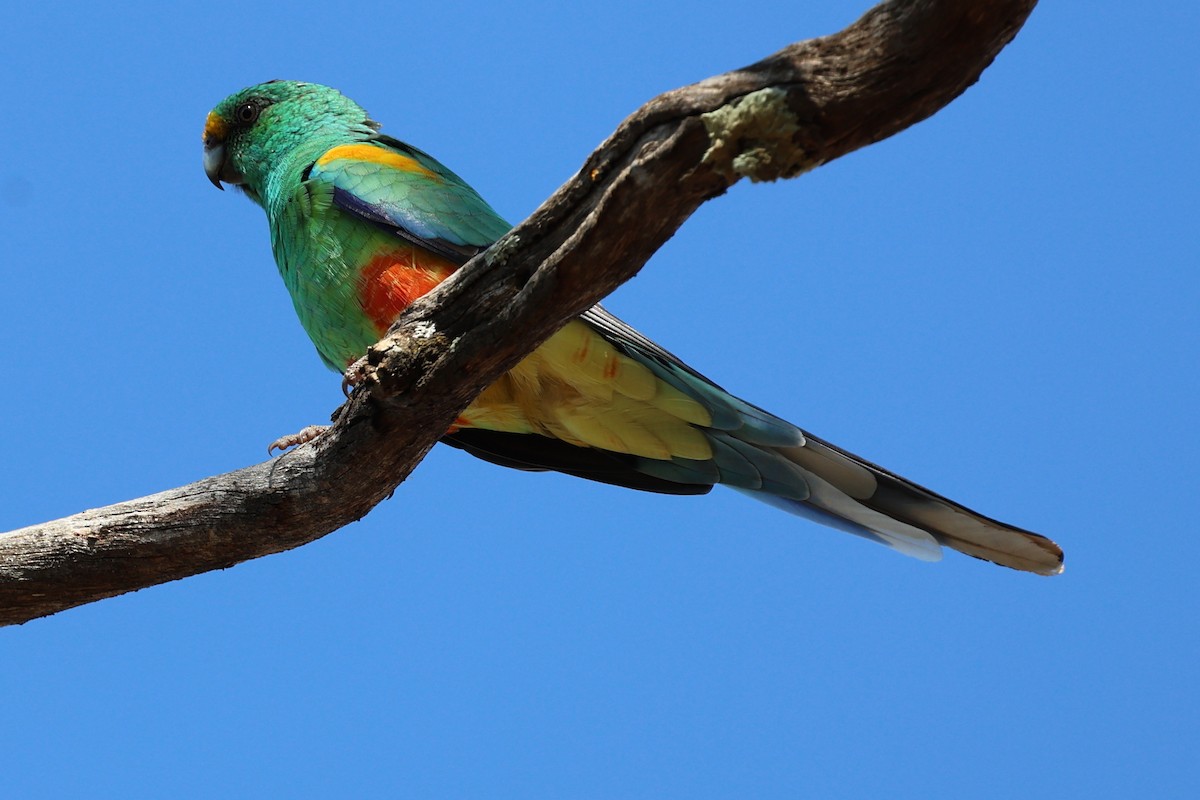 Разноцветный попугайчик - ML617599908