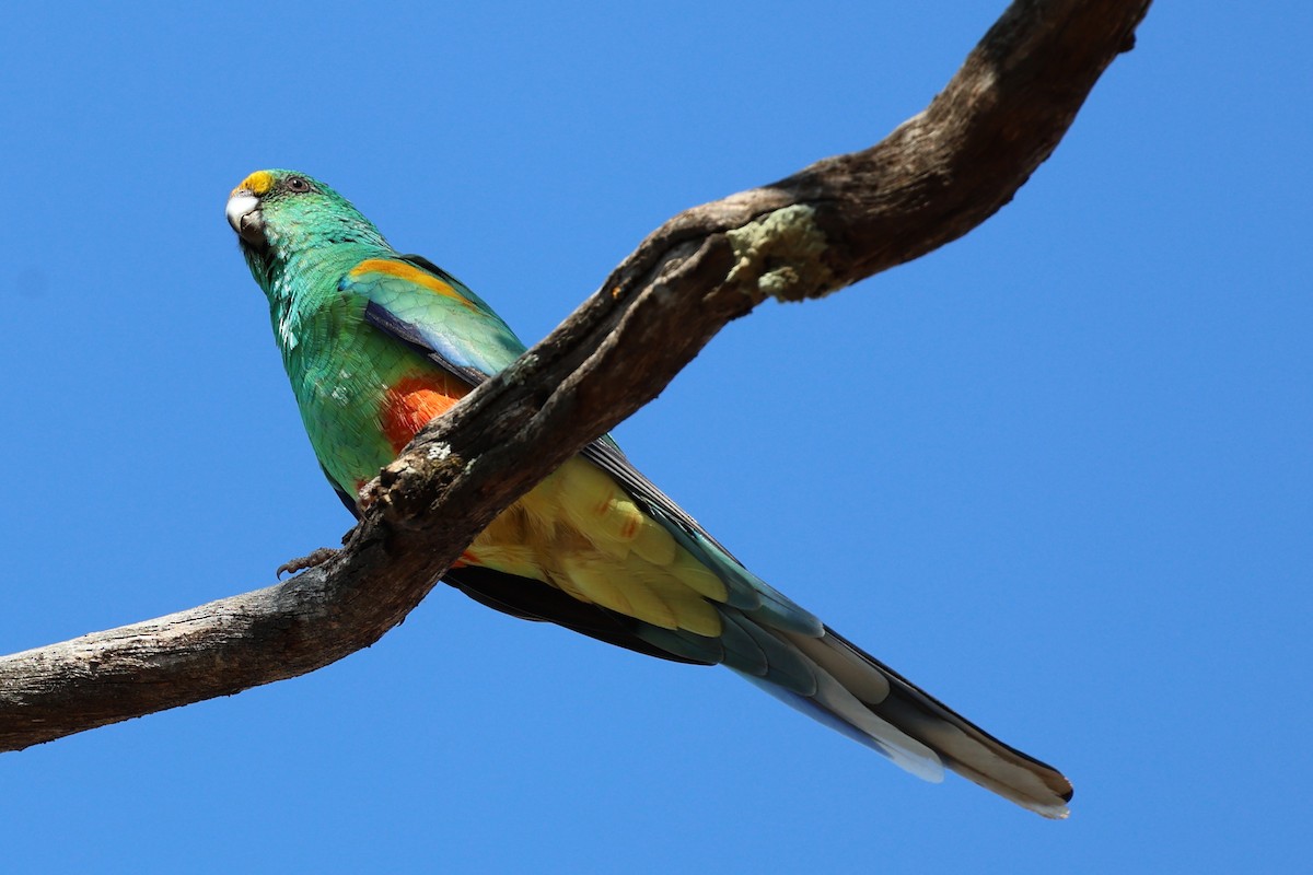 Разноцветный попугайчик - ML617599909