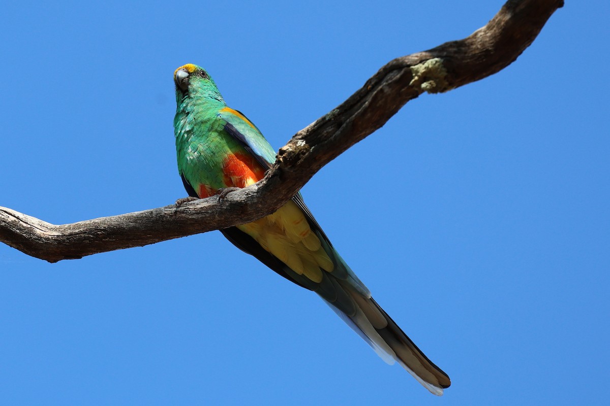 Разноцветный попугайчик - ML617599910