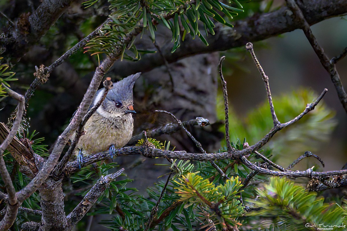 Gray-crested Tit - ML617599931