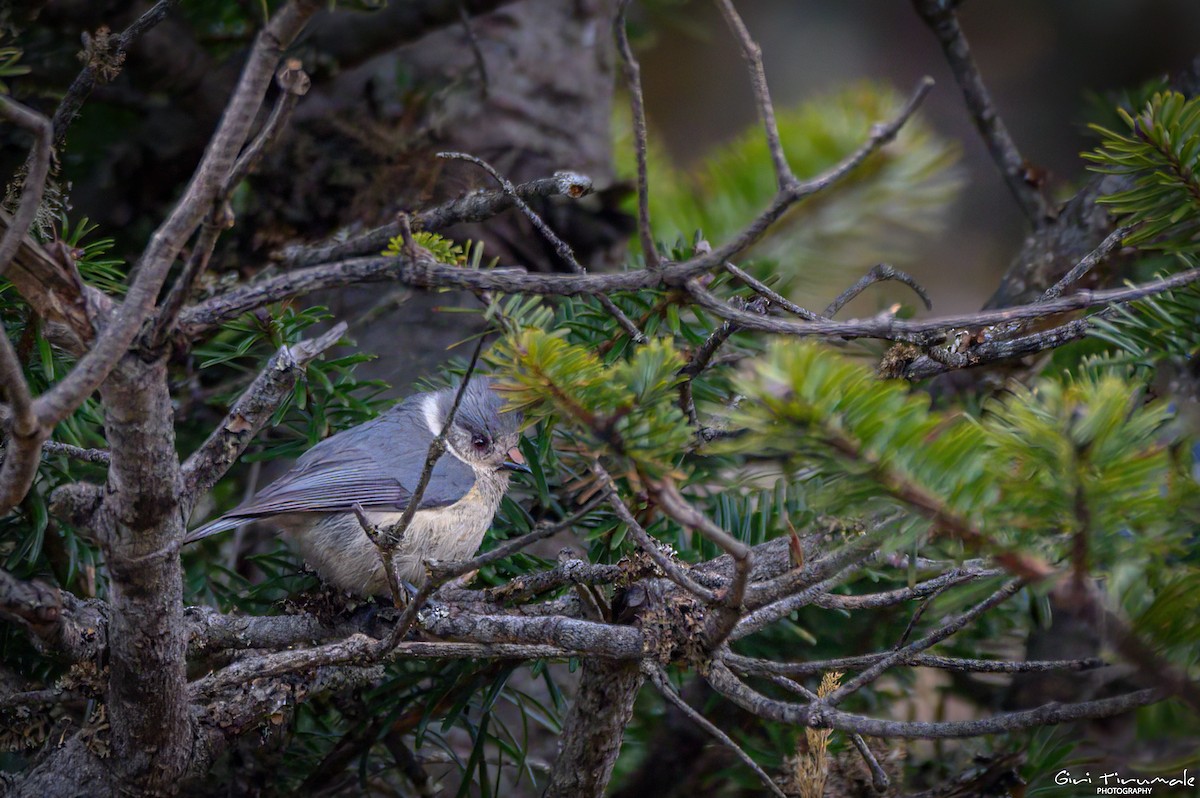 Gray-crested Tit - ML617599932