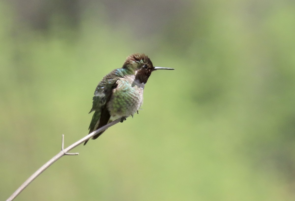 Anna's Hummingbird - ML617599941