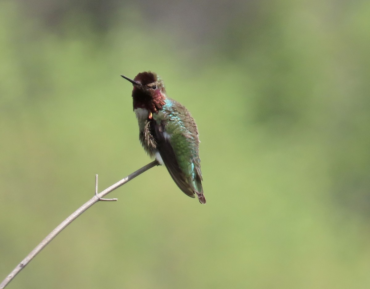 Anna's Hummingbird - ML617599943