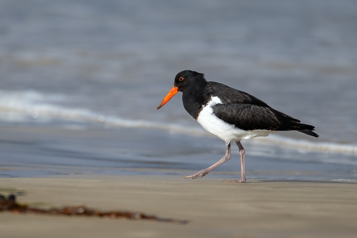 Pied Oystercatcher - Mark Lethlean