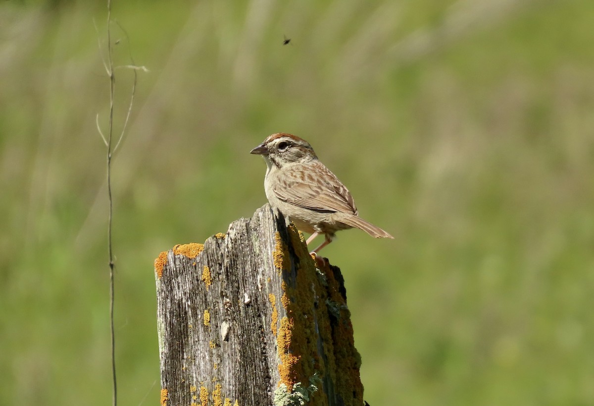 Rufous-crowned Sparrow - ML617599956